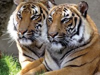 Cincinnati Zoo Ticket Packages